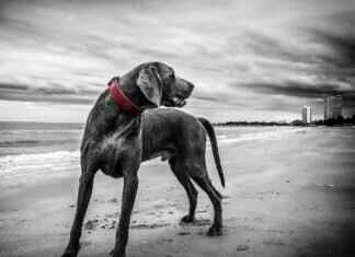 Should You Get a Tetanus Shot After a Dog Bite? Expert Advice # Should You Get a Tetanus Shot After a Dog Bite? Expert Advice Should You Get a Tetanus Shot After a Dog Bite? Expert Advice # Should You Get a Tetanus Shot After a Dog Bite? Expert Advice