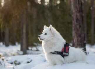 Köpek Isırığı Sonrası Tetanoz Aşısı Olmalı Mıyım? Uzman Tavsiyesi Köpek Isırığı Sonrası Tetanoz Aşısı Olmalı Mıyım? Uzman Tavsiyesi