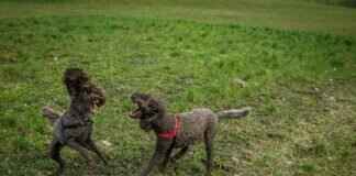 Shroomish Pokémon Weaknesses, Best Counters, and Strategies for Ranked Matches Shroomish Pokémon Weaknesses, Best Counters, and Strategies for Ranked Matches