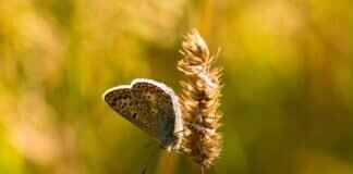 Sigilyph Pokémon: Strengths, Weaknesses, and Best Moveset Sigilyph Pokémon: Strengths, Weaknesses, and Best Moveset