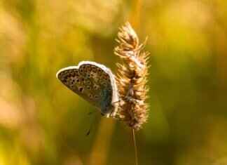 Sigilyph Pokémon: Strengths, Weaknesses, and Best Moveset Sigilyph Pokémon: Strengths, Weaknesses, and Best Moveset