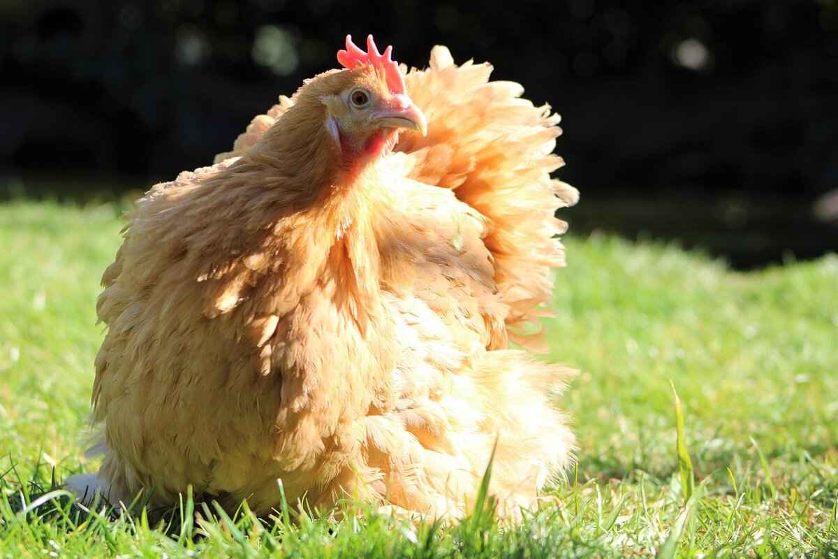 Silcoon Pokémon Moveset, Evolution Chart, and Best Battle Uses 2 Silcoon Evolution: From Wurmple to Beautifly