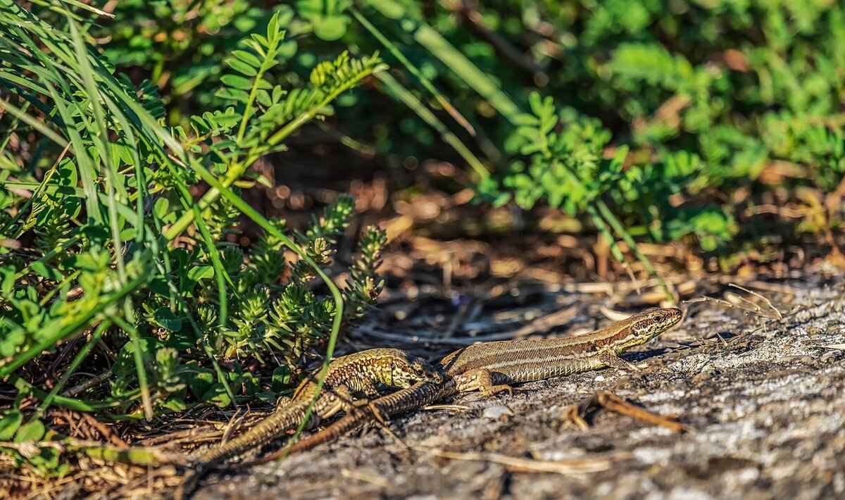 Silcoon Pokémon Moveset, Evolution Chart, and Best Battle Uses 3 Best Battle Uses for Silcoon