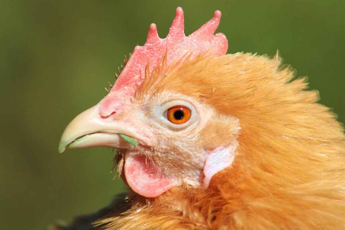 Silicobra Evolution: How to Evolve and What to Expect