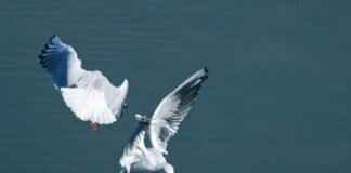 Silvally Pokémon: Strengths, Best Moves, and Competitive Strategy Silvally Pokémon: Strengths, Best Moves, and Competitive Strategy