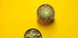 SimpCitt: Unveiling the Truth Behind This Internet Trend SimpCitt: Unveiling the Truth Behind This Internet Trend