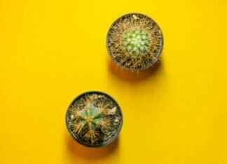 SimpCitt: Unveiling the Truth Behind This Internet Trend SimpCitt: Unveiling the Truth Behind This Internet Trend