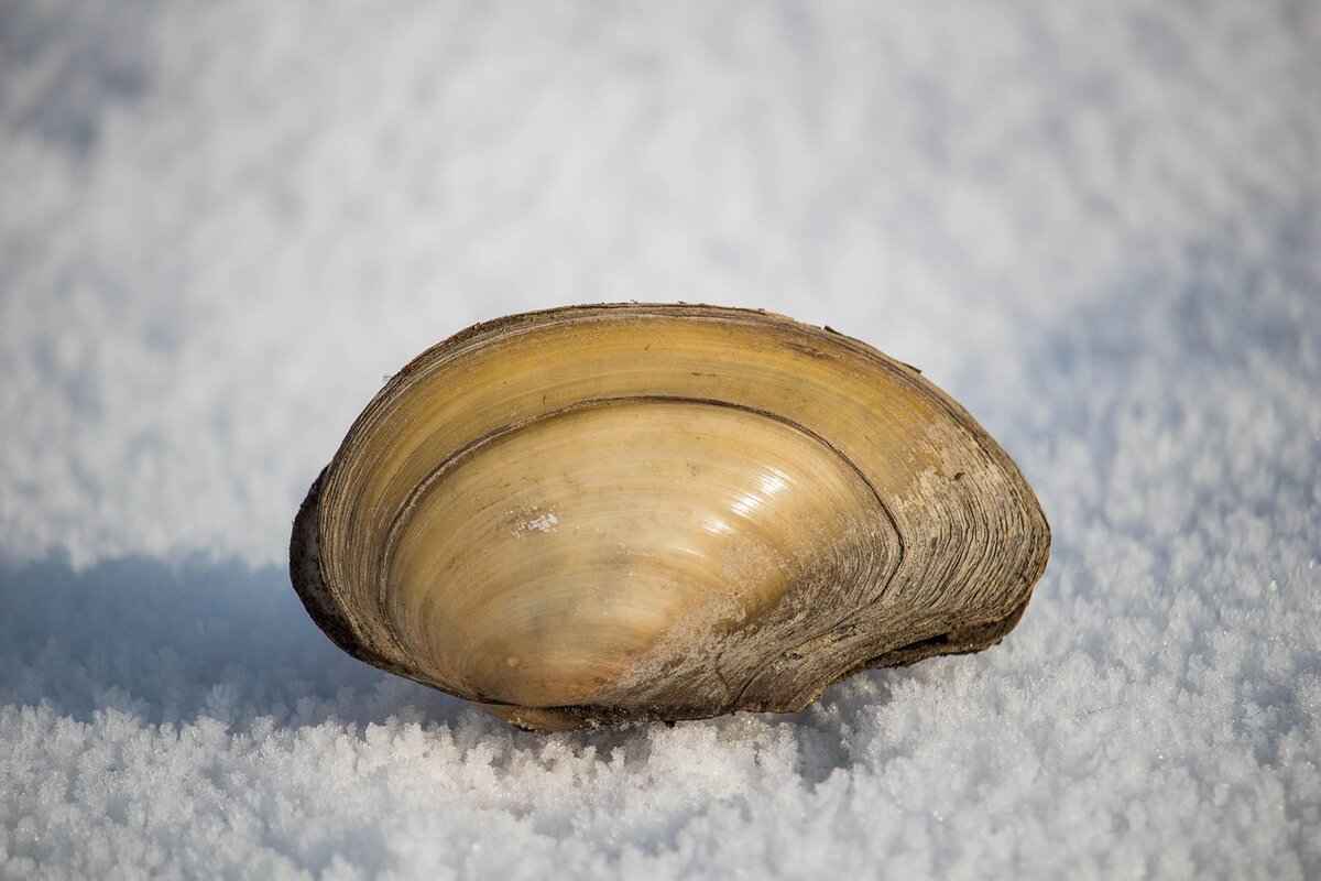 Criticism of SimpCitt