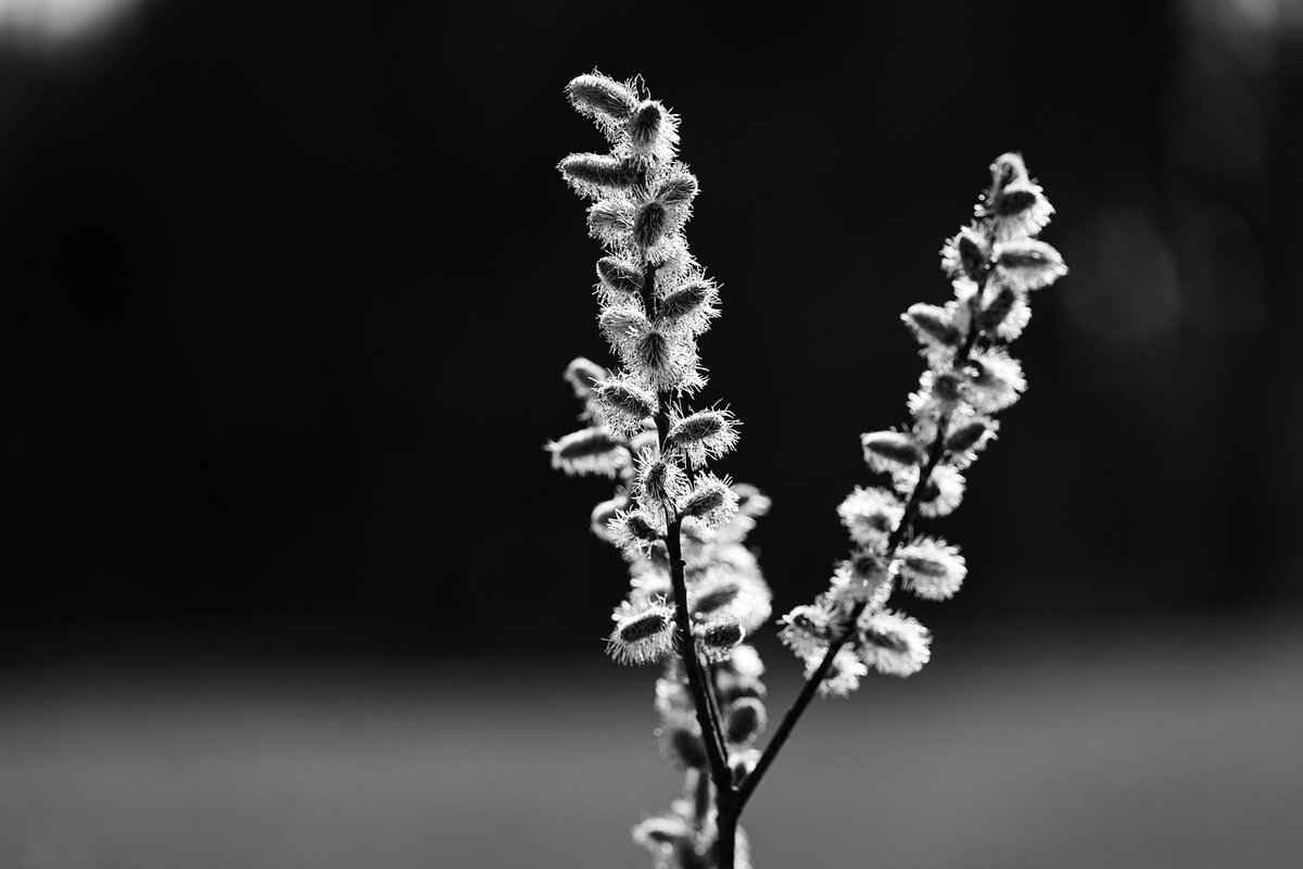 Language Evolution in Digital Spaces