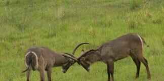 Sirfetch’d Pokémon: Evolution, Best Moveset, and Competitive Play Guide Sirfetch’d Pokémon: Evolution, Best Moveset, and Competitive Play Guide