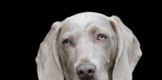 Skye the Flying Pup: The High-Flying Heroine Skye the Flying Pup: The High-Flying Heroine