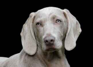 Skye the Flying Pup: The High-Flying Heroine Skye the Flying Pup: The High-Flying Heroine