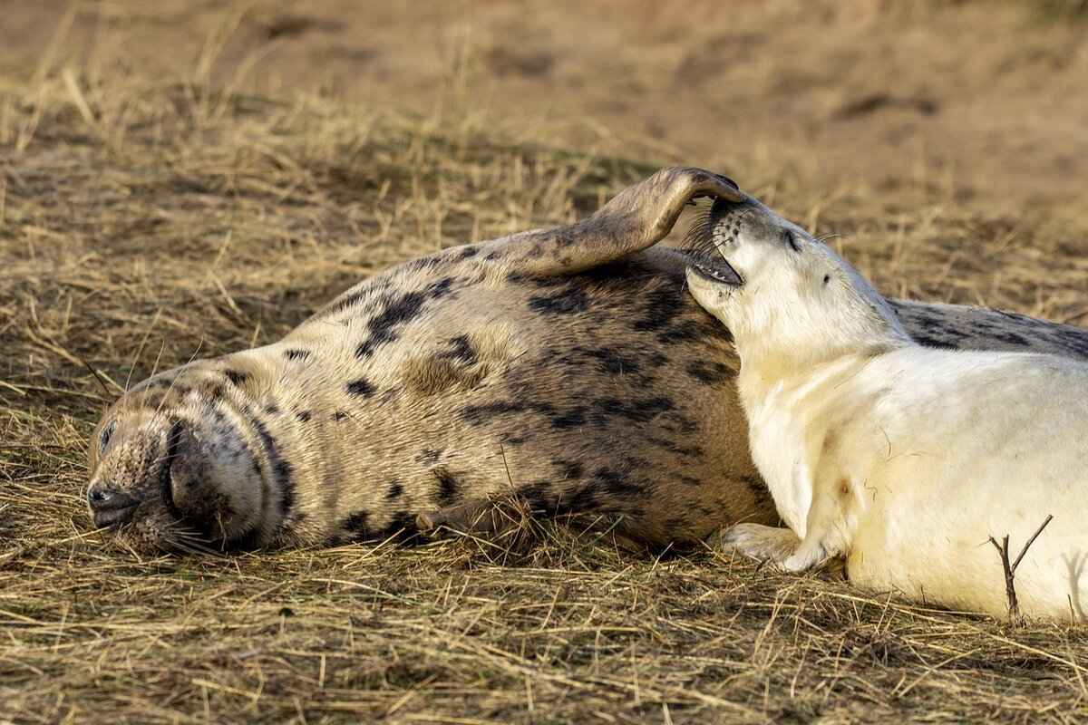 Skye the Flying Pup: The High-Flying Heroine 3 Frequently Asked Questions