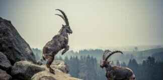 Smoliv Pokémon: Best Moveset, Evolution, and How to Use It in Battle Smoliv Pokémon: Best Moveset, Evolution, and How to Use It in Battle