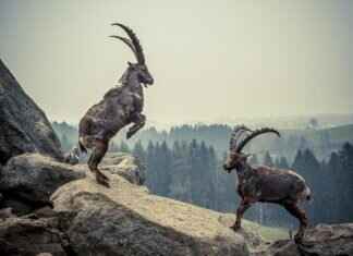 Smoliv Pokémon: Best Moveset, Evolution, and How to Use It in Battle Smoliv Pokémon: Best Moveset, Evolution, and How to Use It in Battle