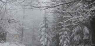 Snowed In Candle: Cozy Scents and the Best Winter Candles Reviewed Snowed In Candle: Cozy Scents and the Best Winter Candles Reviewed