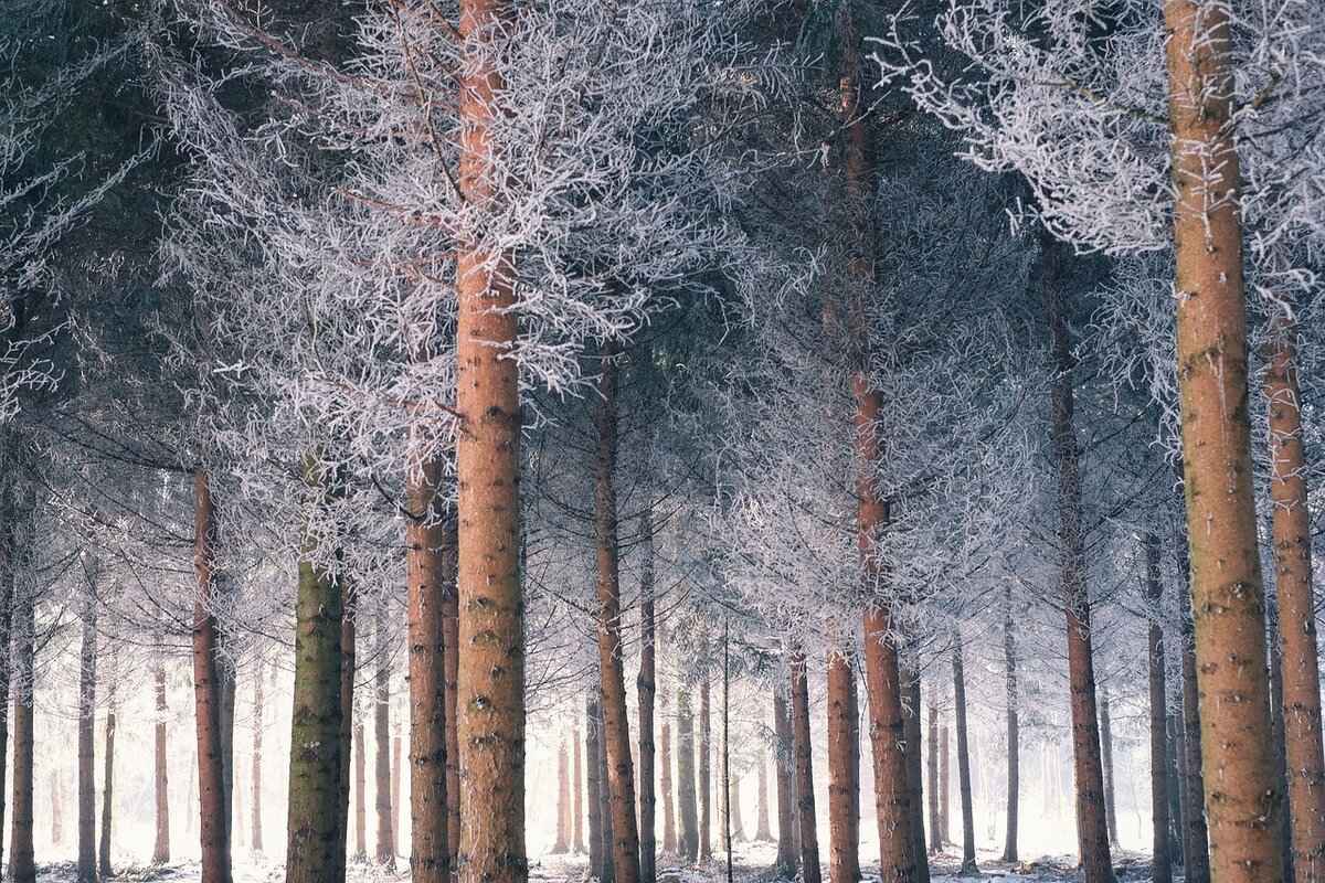 Snowed In Candle: Cozy Scents and the Best Winter Candles Reviewed 2 Top Fragrance Notes in Winter Candles