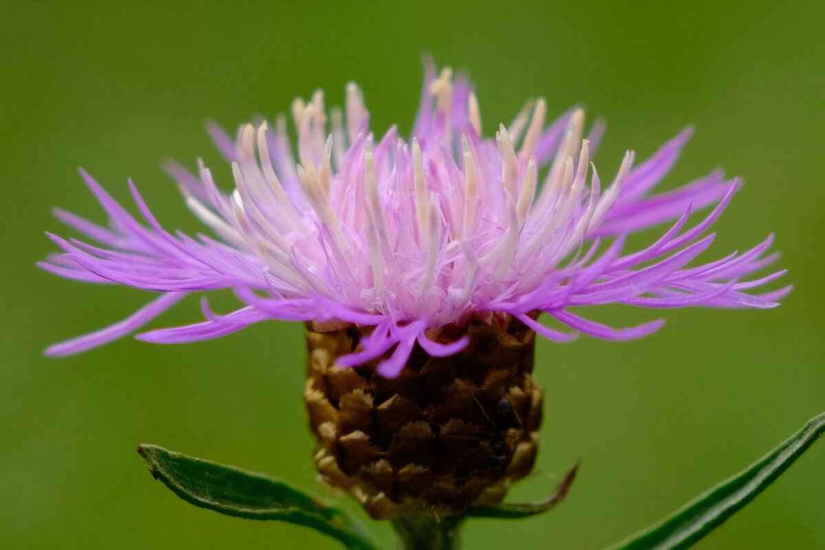 What Are the Culinary Uses of Soy Milk?