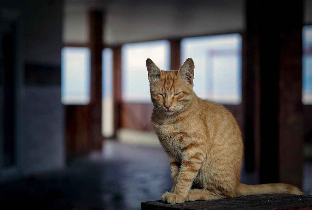 What Is the Historical Context of Spanking in Cartoons?