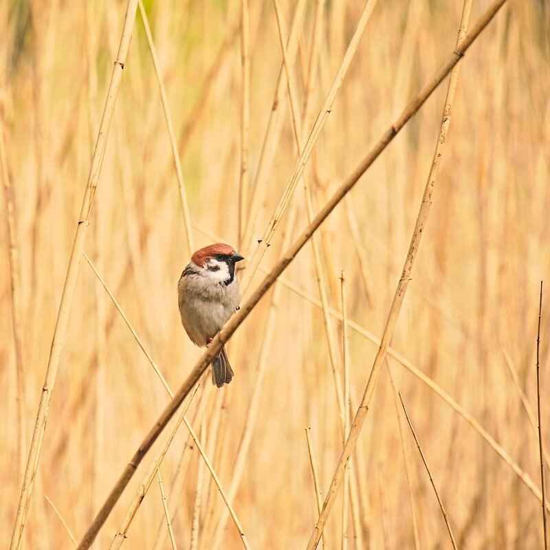 Spencer Reid x Reader: The Best Fanfiction Stories to Read 4 What Themes Are Common in Spencer Reid x Reader Stories?