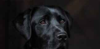 Spider Bite on Dog – How to Identify and Treat Dangerous Bites Spider Bite on Dog – How to Identify and Treat Dangerous Bites