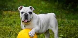 Köpeklerde Örümcek Isırığı – Tehlikeli Isırıkları Nasıl Tanır ve Tedavi Ederiz Köpeklerde Örümcek Isırığı – Tehlikeli Isırıkları Nasıl Tanır ve Tedavi Ederiz