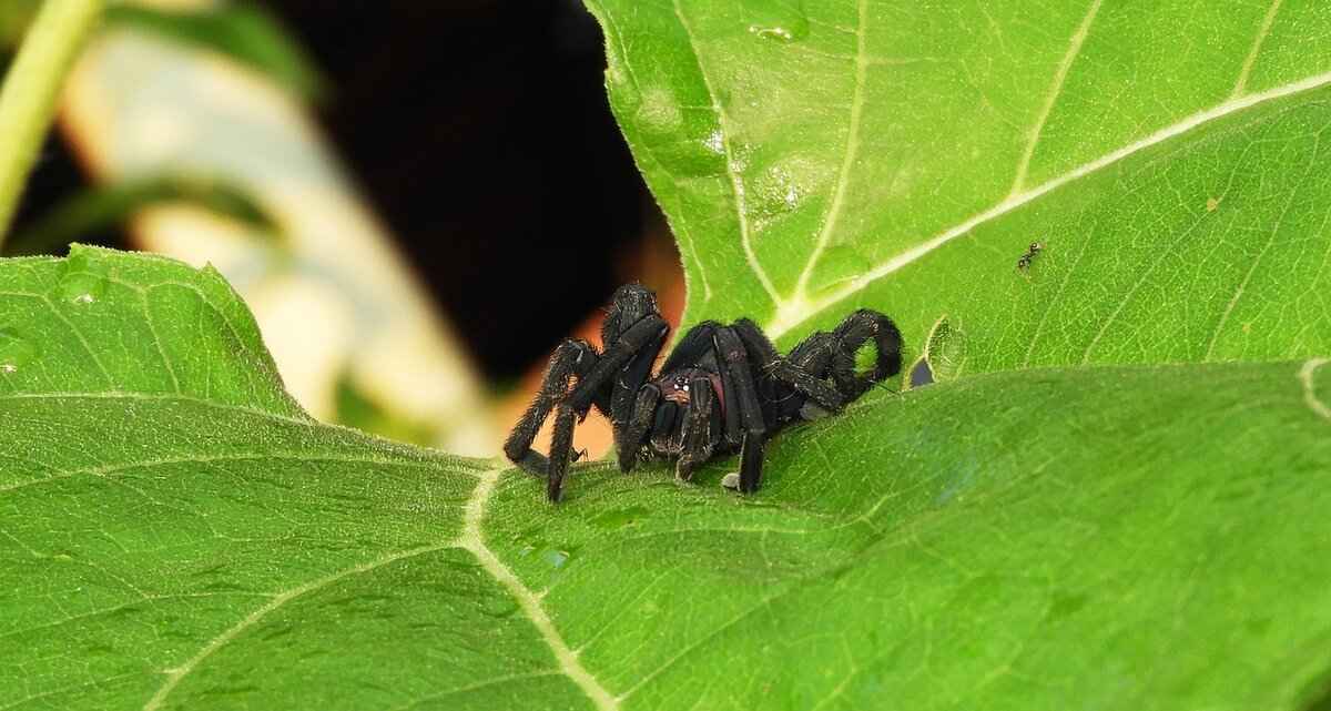 Örümcek Isırığı Nedir?