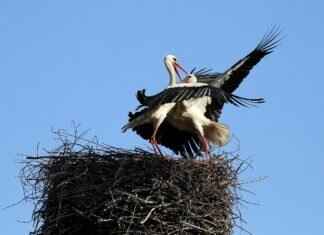 Spiritomb Pokémon Weaknesses, Best Counters, and Strategies for Ranked Matches Spiritomb Pokémon Weaknesses, Best Counters, and Strategies for Ranked Matches