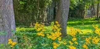 Springfield Crossing: What You Need to Know Springfield Crossing: What You Need to Know