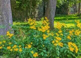 Springfield Crossing: What You Need to Know Springfield Crossing: What You Need to Know