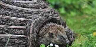 Spurs vs Man U Tickets: How to Get the Best Seats at the Lowest Price Spurs vs Man U Tickets: How to Get the Best Seats at the Lowest Price