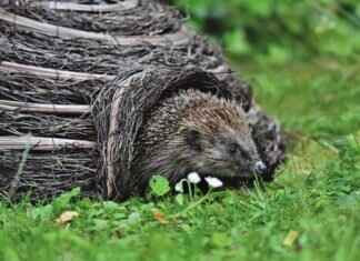 Spurs vs Man U Tickets: How to Get the Best Seats at the Lowest Price Spurs vs Man U Tickets: How to Get the Best Seats at the Lowest Price