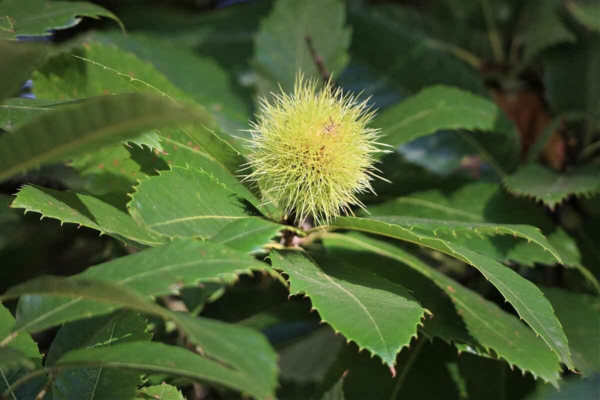 Third-Party Ticket Vendors