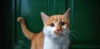 Squeaky Windshield Wipers? How to Fix the Annoying Sound Squeaky Windshield Wipers? How to Fix the Annoying Sound