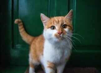 Squeaky Windshield Wipers? How to Fix the Annoying Sound Squeaky Windshield Wipers? How to Fix the Annoying Sound