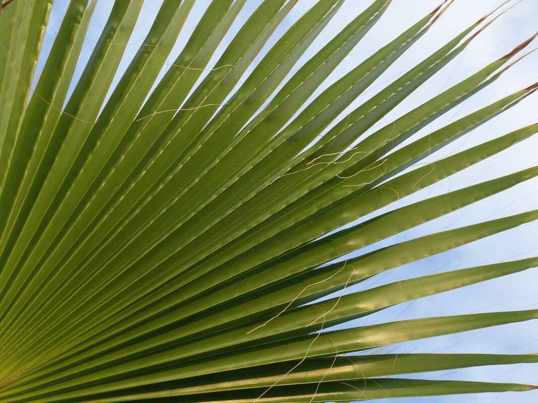 Where to Find Steelers Bars Near You