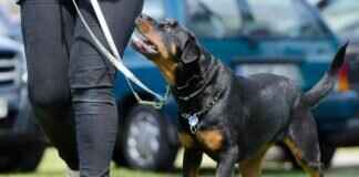 Striker Bibs: How to Use Them to Improve Your Attacking Skills Striker Bibs: How to Use Them to Improve Your Attacking Skills