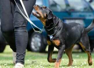 Striker Bibs: How to Use Them to Improve Your Attacking Skills Striker Bibs: How to Use Them to Improve Your Attacking Skills