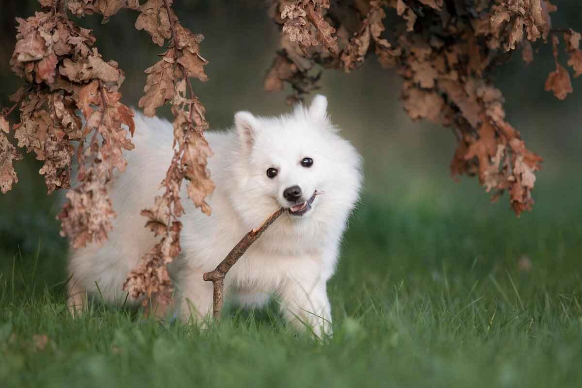 Striker Bibs: How to Use Them to Improve Your Attacking Skills 4 Choosing the Right Striker Bibs