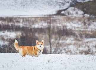 Strongest Bite Force in Dogs – How It’s Measured and Why It Matters Strongest Bite Force in Dogs – How It’s Measured and Why It Matters