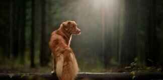 Strongest Dog Bite Pressure – How It’s Measured Strongest Dog Bite Pressure – How It’s Measured