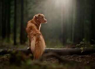 Strongest Dog Bite Pressure – How It’s Measured Strongest Dog Bite Pressure – How It’s Measured