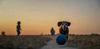 En Güçlü Köpek Isırma Basıncı – Nasıl Ölçülür? En Güçlü Köpek Isırma Basıncı – Nasıl Ölçülür?