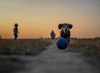 En Güçlü Köpek Isırma Basıncı – Nasıl Ölçülür? En Güçlü Köpek Isırma Basıncı – Nasıl Ölçülür?