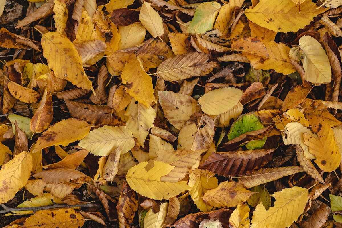 Subaru Windshield Wipers: Best Options for Your Vehicle 3 How to Maintain Your Subaru Wiper Blades