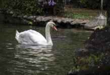 Swanna Pokémon: Evolution, Best Moves, and How to Maximize Its Power Swanna Pokémon: Evolution, Best Moves, and How to Maximize Its Power