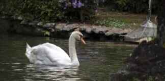 Swanna Pokémon: Evolution, Best Moves, and How to Maximize Its Power Swanna Pokémon: Evolution, Best Moves, and How to Maximize Its Power