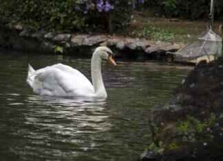 Swanna Pokémon: Evolution, Best Moves, and How to Maximize Its Power Swanna Pokémon: Evolution, Best Moves, and How to Maximize Its Power