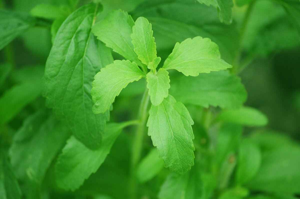 How Do Natural Sweeteners Differ from Processed Sugars?