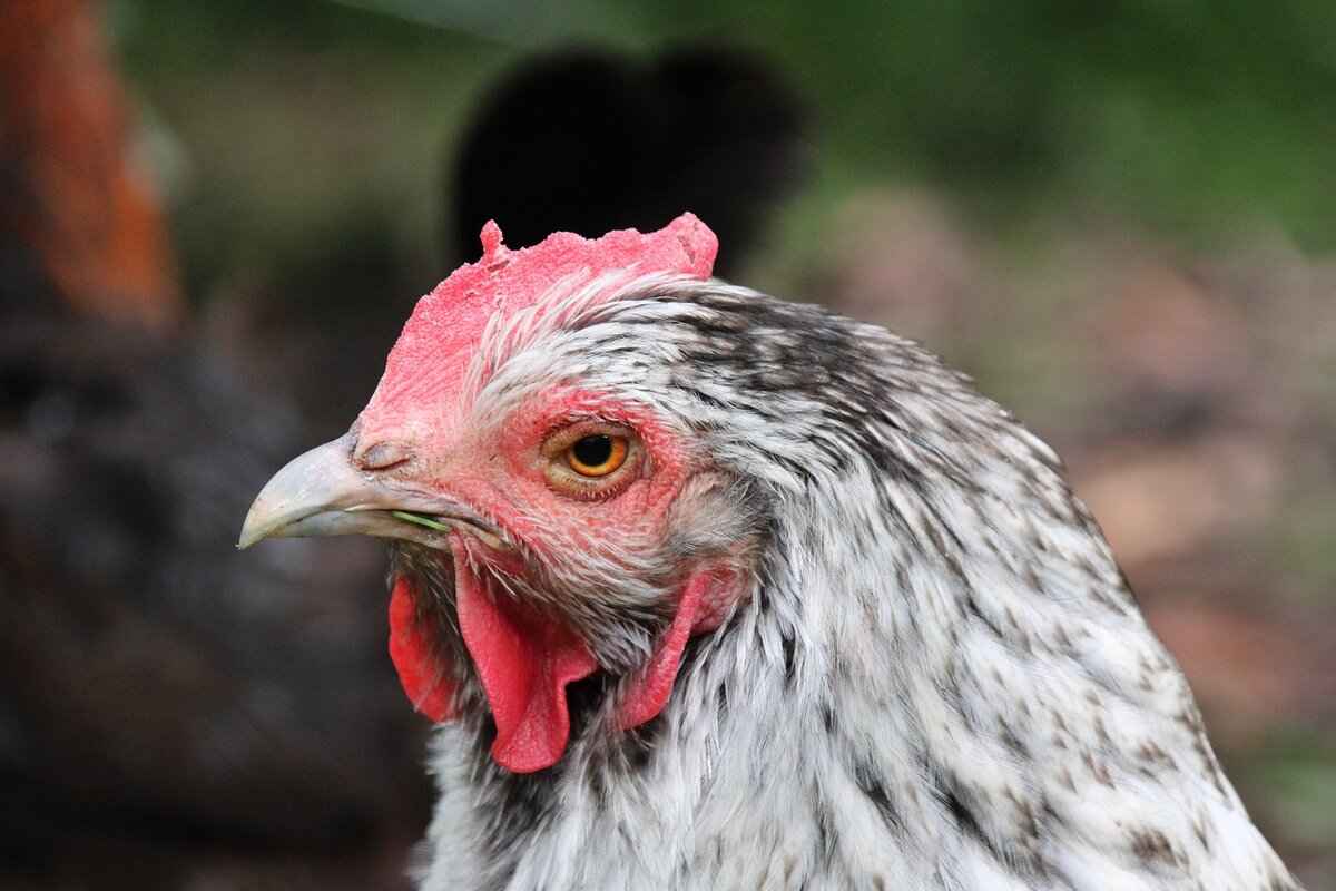 Swirlix Evolution: How to Evolve and Level Up